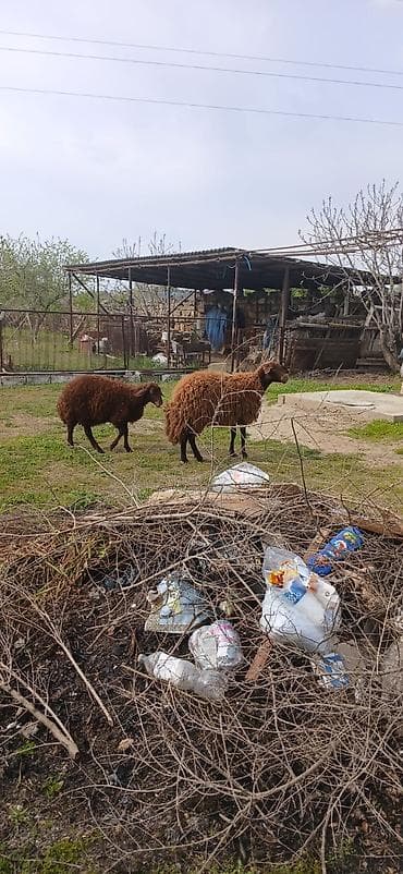 Mor karaman cinsi ana bala qoyun satıram bala dişidi 4 aylıqdı qoyun 4