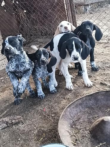 Ovçu itləri balaları – qarışıq rənglərdə (qara-ağ, ağ-krem, boz-qara