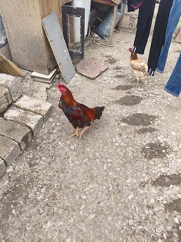 at aliram: Xoruz, il: <1 — 2