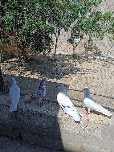 quş şekilleri: İki cüt quşdu normal uçan cavan quşlardı. Əlavə sözü olan zəng edə və — 6