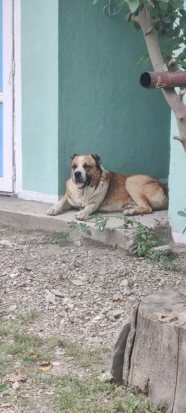 собака в добрые руки баку: Alabay, 3 il, Erkek, Peyvəndli, Ünvandan götürmə — 2