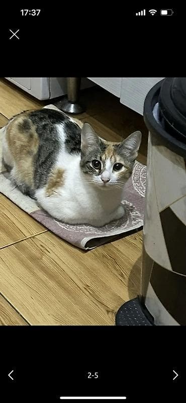 sahiblenme: Dişi, Yaxşı əllərə — 3