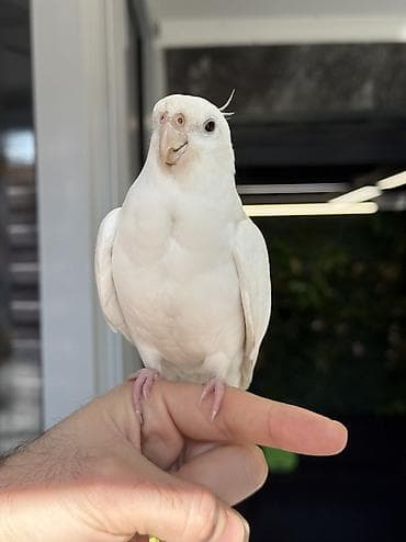 heyvan alqi satqisi: Erkəy Korella Albinos Papuqay Əsl cütə hazır quş 1 yaş Əl quşudu — 2