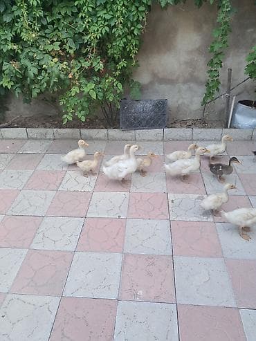 Ördəklər satlır kom alana endirim olacaq — 2