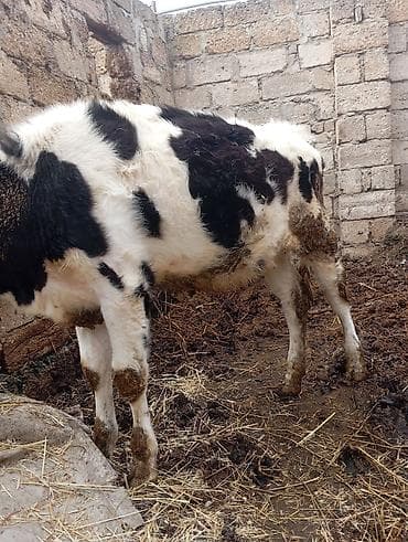 qumru quşu rusca: 8 aylığ cins dana satılır unvan bine savxoz anası 25 l sud verir — 3