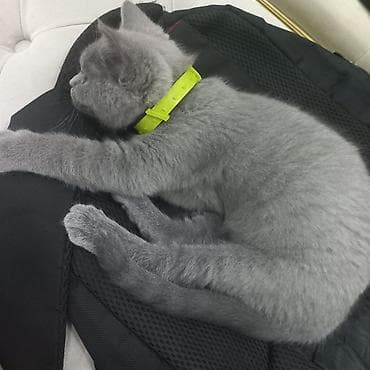 british pişik: Britan, Dişi, Yaxşı əllərə, Ünvandan götürmə — 8