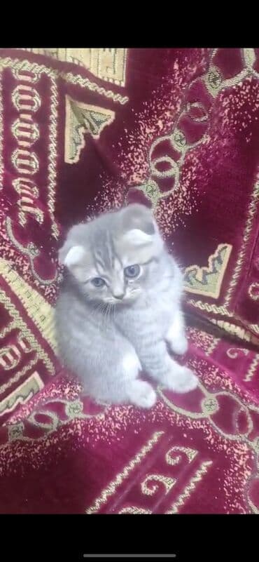 pişik şotlan: Шотладская вислоухая, Самец, Самка, В добрые руки, Самовывоз, Платная доставка, Доставка в районы — 2