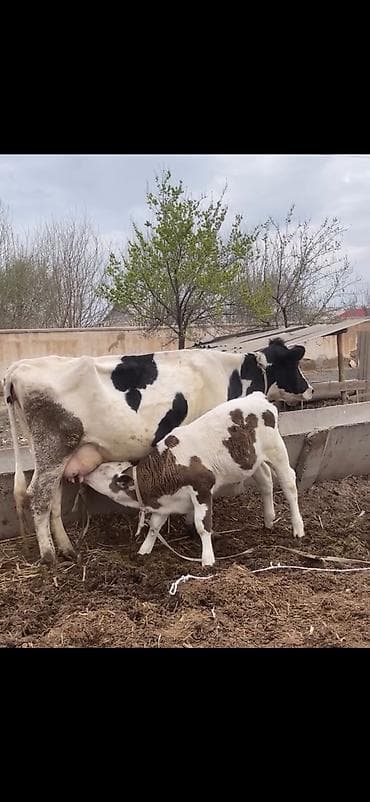 ev quslari haqqinda melumat: Süd malqarası – inək buzovla birlikdə - Cins: holştin tipli, ağ-qara — 5