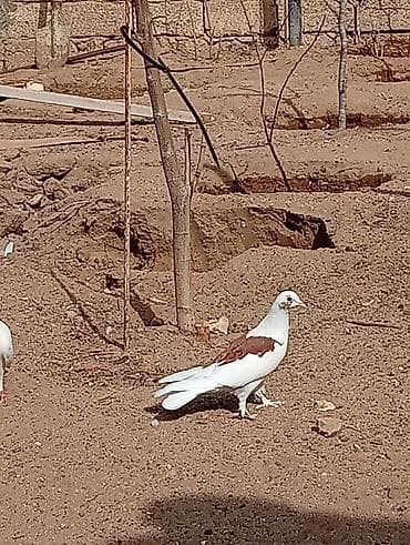 qefes satisi: Kəvən baladi satılır real alıcılar əlaqə saxlasin — 8