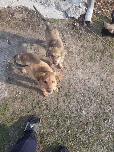 купить хаски щенка: Peyvəndli — 2