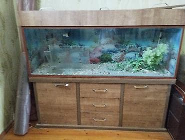 akvarium satisi: Böyük həcmli akvarium dəsti - Şık taxta dolablı akvarium – üst — 1