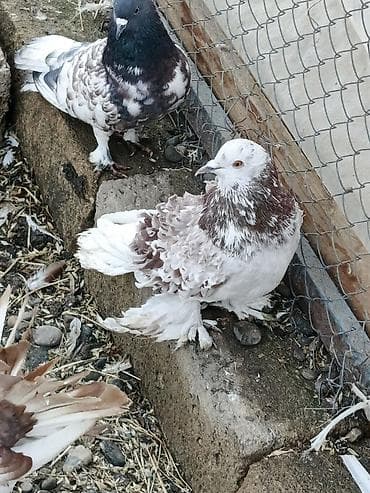 goyercin aliram: Satılır: dekorativ göyərçinlər super quşlardır Deyerinden ucuza — 4