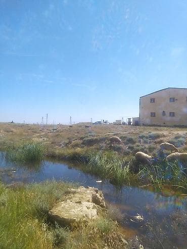 keçi: Qoyunlar, qoçlar — 9