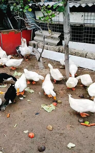 hinduşqa gəncə: Məhsul: Ördəklər (təsərrüfat üçün) Təsvir: - Təsərrüfat şəraitində — 2