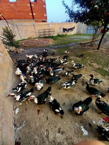 çöl qazi haqqinda melumat: 70 ədəd kəsimlik damazlıq super sağlam heyvanlar — 1