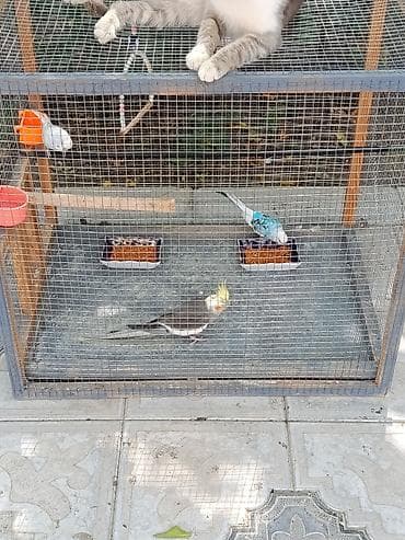 sarı quş: Hamisi bir yerde rial alici narahat etsin cuzi endirim ederem — 3