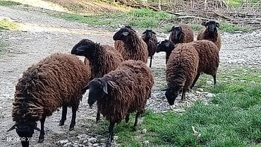 hinduska satilir: 3 baş damazlıq qoç satılır qiyməti 800 manat. 3 baş da dişi quzu — 3