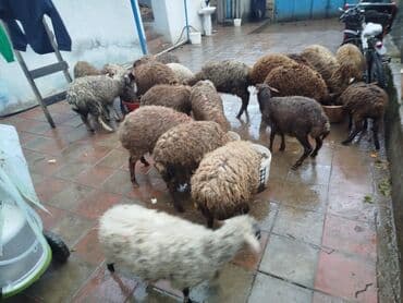 qala qoc: Quzular 20 quzudu 10 erkek 10 dişi kom 225 lə tek tek seçib götürənə — 4