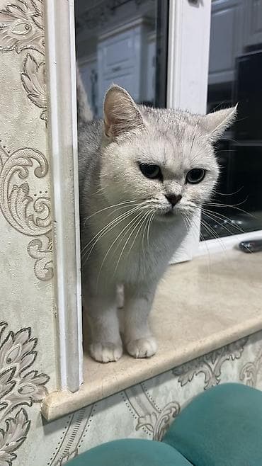 pisik sekileri: Britan — 7