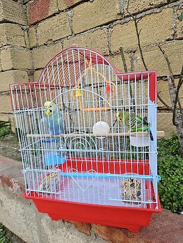 pisik ucun: Zəng yox, yalnız whatsapp!!! Alman cinsi - dişi, Çex cinsi - erkək — 4