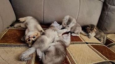 arpa qiyməti: Şotland yastı qulaq — 7