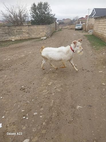 ağ siçan: Erkək keçi – ağ rəngli, iri buynuzlu - Növ: yerli keçi (erkək) - — 5