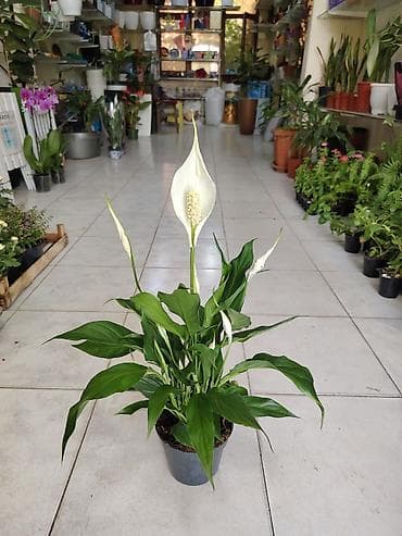 dibçek gulleri: Spathiphyllum (Sülh çiçəyi ve qadın xoşbəxtliyi) – qapalı bitki - — 1
