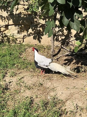 heyvanlarin satisi: Gümüşü Qırqovul 18 Aylıq Cüt Damazlıq Dişi Erkək Satılır — 1