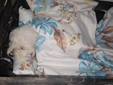 çin aslanı: Ağ tüklü balaca it balası - Cins: kiçik ölçülü, ağ, tüklü balaca it — 3