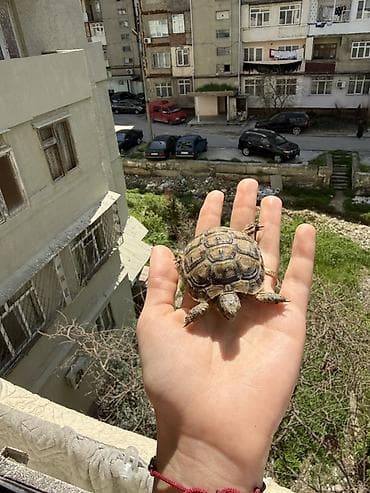 tısbağa balası: Quru tısbağa balaları – evdə saxlanmağa uyğun — 2