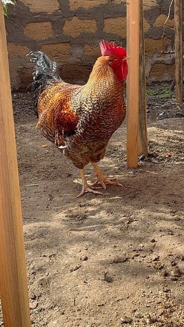 heyrati xoruz satisi: Xoruz, il: 1, Ünvandan götürmə — 3