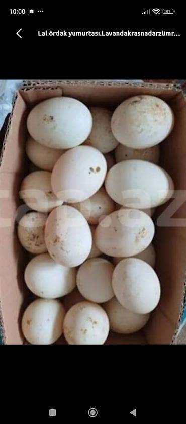Məhsul: Lal ördək yumurtası Təsvir:TƏZƏ MAYALI ÖRDƏK YUMURTASI