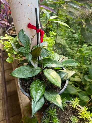 продажа комнатных растений: Her nov guler var endirimnen verecem Gencedi istiyen yazsin satiş — 9