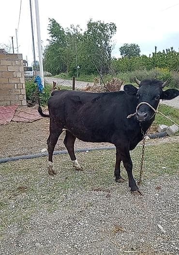 heyvan satişi: Dişi, il: 1, 130 kq, Ətlik, Damazlıq, Südlük — 1