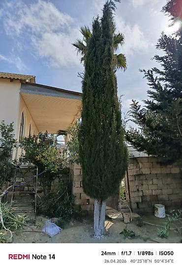 Thuja (sütunvari) ağacı – landşaft üçün - Növ: iynəyarpaq, sütunvari
