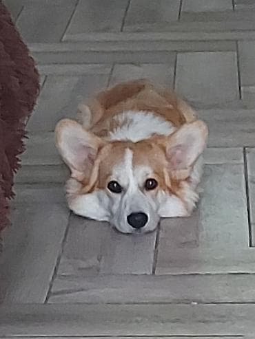 Akvarium aksessuar və ləvazimatları: Korgi — 5