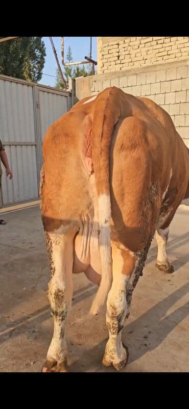 südlük inəklər: Süd yönümlü inək - Cins tipi: qırmızı-ağ rəngli, iri cüssəli süd — 4