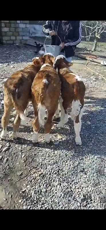 cins inek: 3 dene erkeki semetalı.ayyarmlıq erke semetalı.danlar satlır saxlamalı — 2