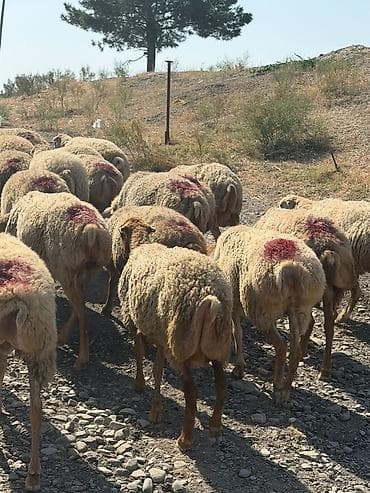 toyuq ucuz qiymete: 78 baş qoyun 1 qoç hamısı cavan boğaz heyvanlardır 1,2,3 qadındı — 4