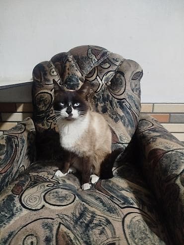 pisik latok: Siam — 4