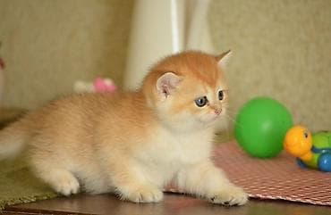 pisik yemi: Открыта бронь на британских котят окраса. Котята чистокровные, оба — 2