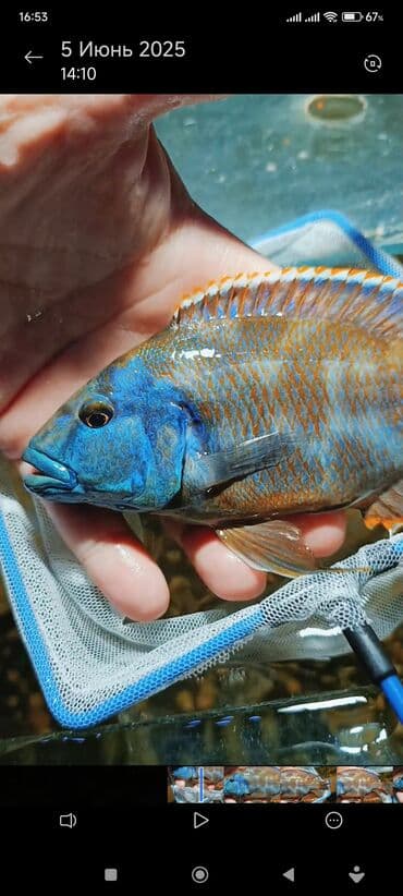 oskar balığı: Yırtıcı, Ödənişli çatdırılma, Ünvandan götürmə — 1