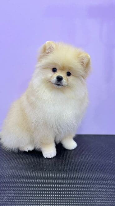 объявления отдам в хорошие руки щенка: Шпиц, 3 месяца, Самец, С прививками, Бесплатная доставка — 3