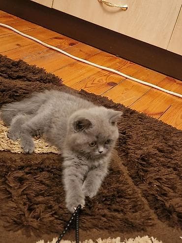 Akvariumlar: Yaxşı əllərə — 7