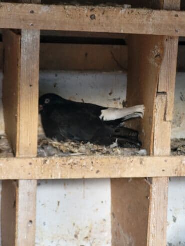 британская кошка цена в баку: Ağ quyruqlar 11 ədəddir 4 ü qırmızı 7 si qaradır cutdə satılır cütü — 3