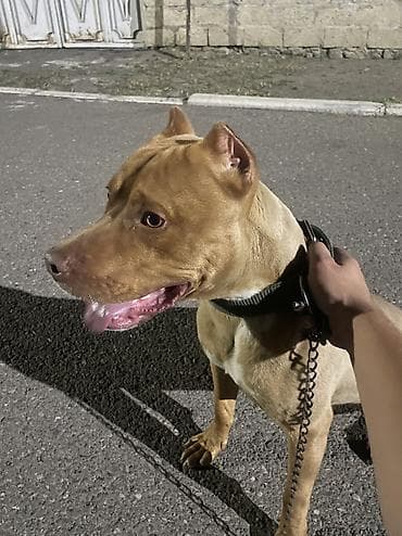 it pitbull: Pitbul, 1 il, Erkek, Peyvəndli — 4