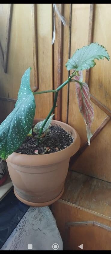 куплю комнатные растения: Məhsul: Otaq gülləri (saksıda) Təsvir: - Şəkillərdə müxtəlif — 6