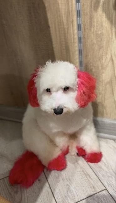 haski it adlari: Pudel, 6 ay — 3