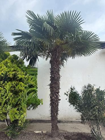 Palma ağacı Satılır 3 ededdir hündürlük 2 si 4 metr 1i 5 metr