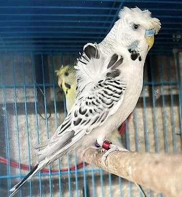 əbabil quşunun qiyməti: Yaponic cütü 70 azn — 2